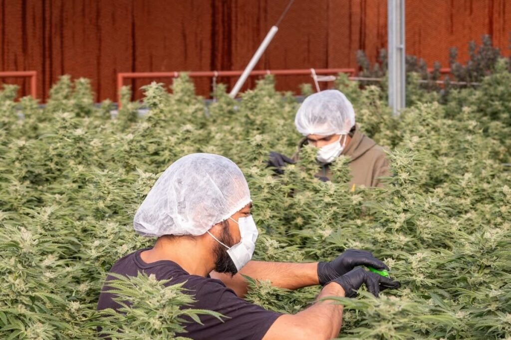 operacao-apreende-material-de-associacao-de-cannabis-medicinal-em-sp