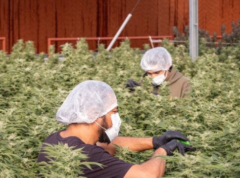 operacao-apreende-material-de-associacao-de-cannabis-medicinal-em-sp