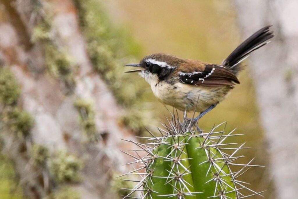 video:-ave-rara-e-ameacada-de-extincao-e-encontrada-no-rio-de-janeiro