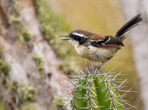 video:-ave-rara-e-ameacada-de-extincao-e-encontrada-no-rio-de-janeiro