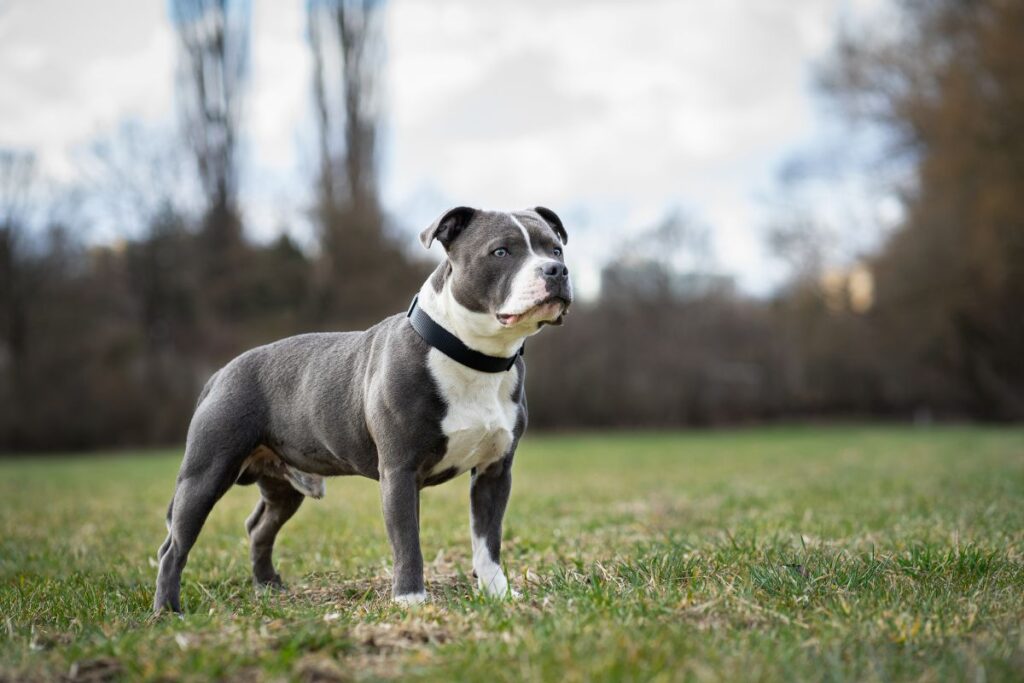 decreto-estadual-proibe-criacao-e-venda-de-pit-bulls-e-outras-11-racas