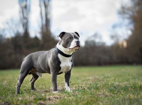 decreto-estadual-proibe-criacao-e-venda-de-pit-bulls-e-outras-11-racas