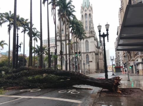 arvore-cai-apos-temporal-e-onibus-escapa-por-pouco-na-praca-da-se