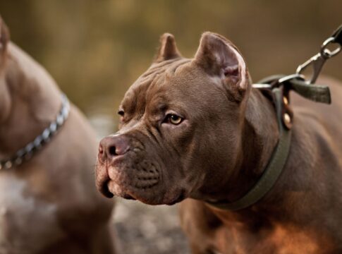 pit-bull-e-mais-11-racas:-veja-caes-proibidos-por-decreto-estadual