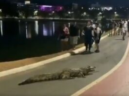 video:-jacare-sai-de-lagoa-para-passear-e-bloqueia-ciclovia