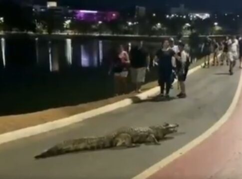 video:-jacare-sai-de-lagoa-para-passear-e-bloqueia-ciclovia