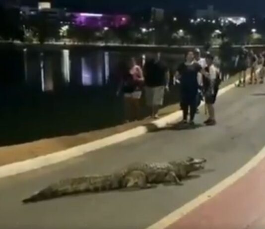 video:-jacare-sai-de-lagoa-para-passear-e-bloqueia-ciclovia