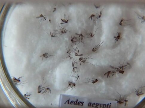 pesquisa-do-butantan-padroniza-nomenclatura-de-virus-da-dengue