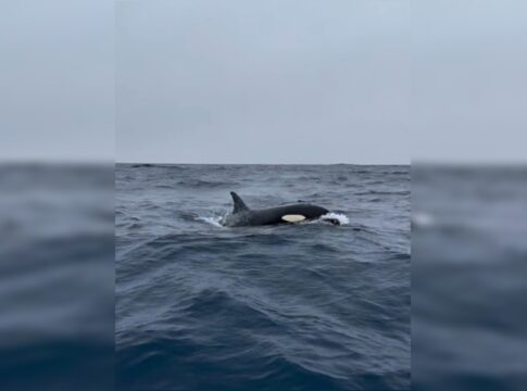 oceanografo-registra-orcas-nas-aguas-da-barra-da-tijuca;-video