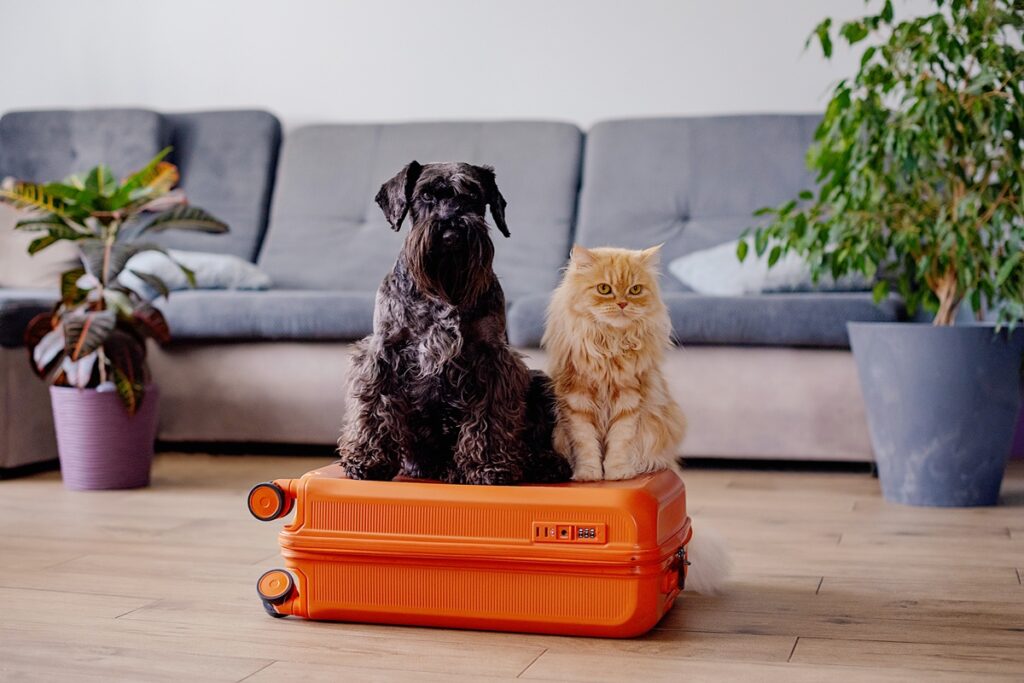 vai-se-mudar-com-seu-pet?-veterinaria-explica-cuidados-necessarios