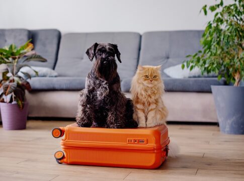 vai-se-mudar-com-seu-pet?-veterinaria-explica-cuidados-necessarios