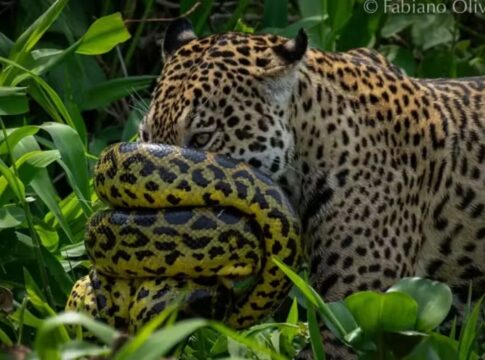 imagens-raras-mostram-batalha-entre-sucuri-e-onca-pintada-no-pantanal