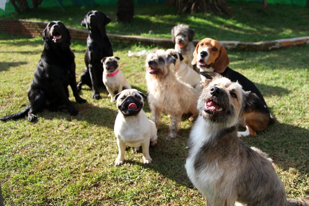 conheca-as-10-racas-de-cachorro-que-mais-encantam-os-brasileiros