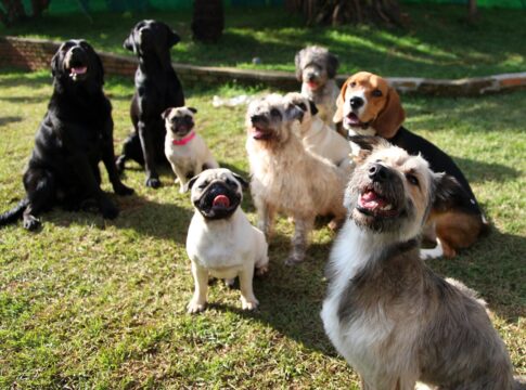 conheca-as-10-racas-de-cachorro-que-mais-encantam-os-brasileiros