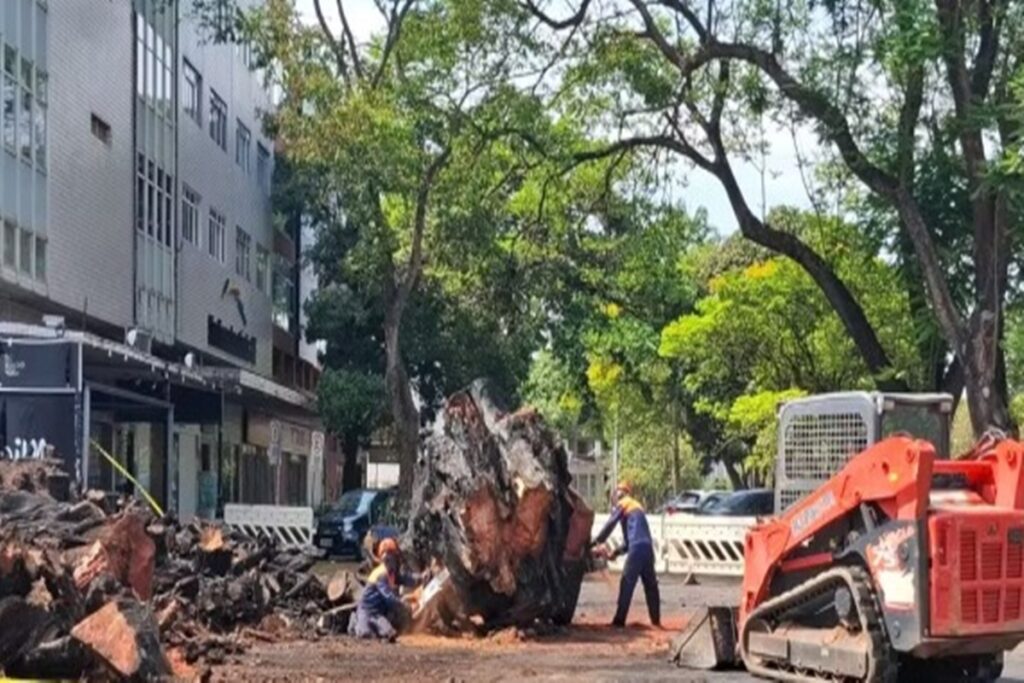 gameleira-historica-incendiada-na-asa-norte-e-retirada