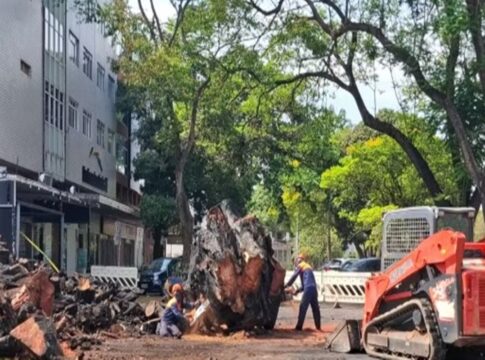 gameleira-historica-incendiada-na-asa-norte-e-retirada