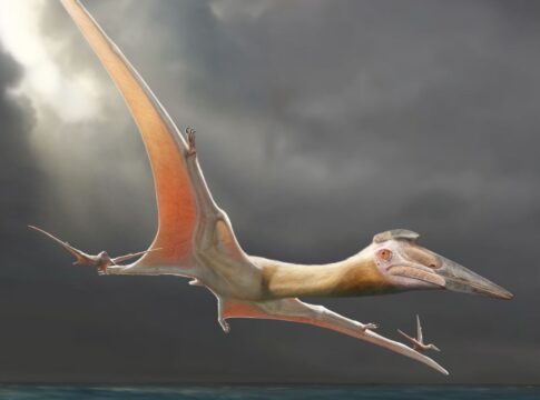 cientista-da-usp-participa-de-descoberta-de-pterossauro-gigante