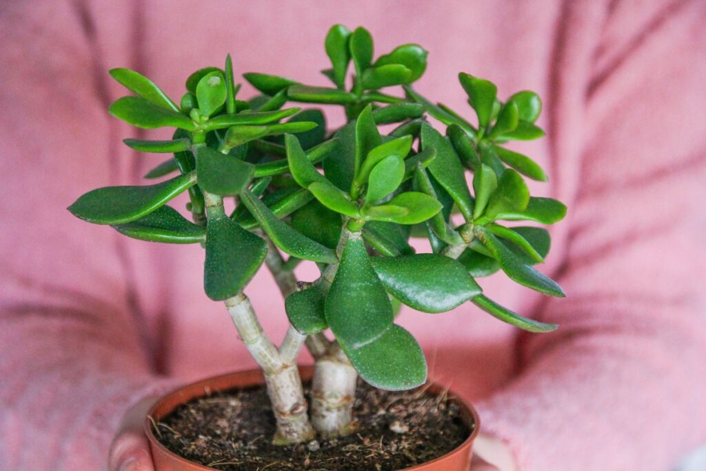 saiba-qual-planta-de-facil-cultivo-atrai-prosperidade-e-boas-energias