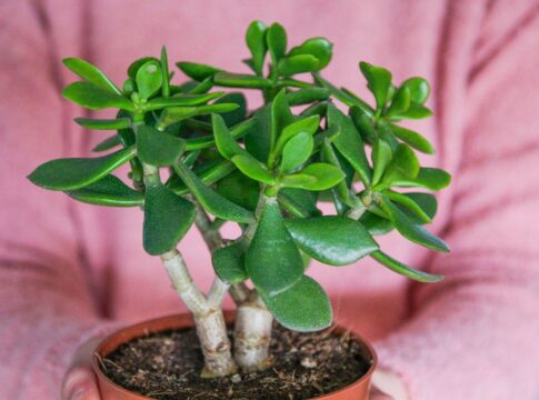saiba-qual-planta-de-facil-cultivo-atrai-prosperidade-e-boas-energias