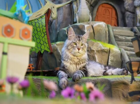 antes-de-cidade-em-miniatura,-tutor-tambem-construiu-ilha-para-gatos