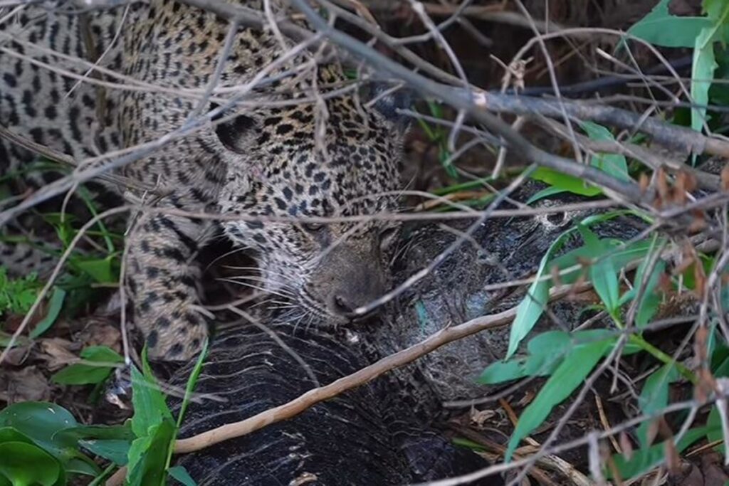 video:-onca-que-atacou-sucuri-e-vista-comendo-jacare-vivo-no-pantanal