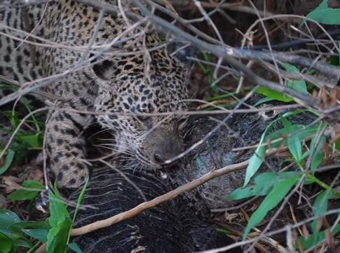 video:-onca-que-atacou-sucuri-e-vista-comendo-jacare-vivo-no-pantanal
