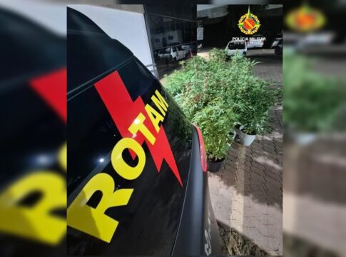 jardim-do-crime:-pmdf-encontra-53-pes-de-maconha-em-condominio.-video