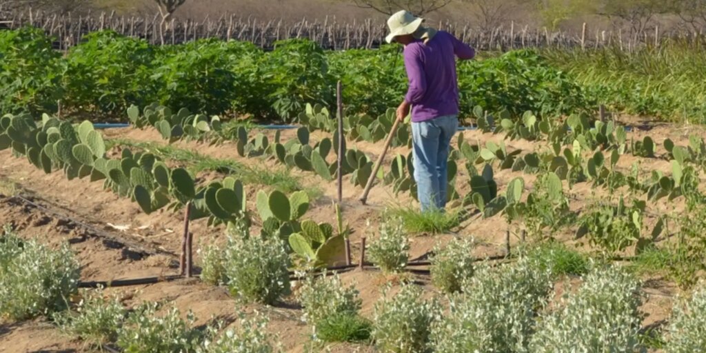 cmn-simplifica-credito-rural-a-populacoes-tradicionais-e-extrativistas