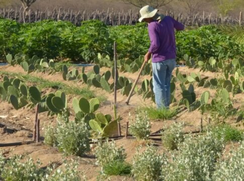 cmn-simplifica-credito-rural-a-populacoes-tradicionais-e-extrativistas