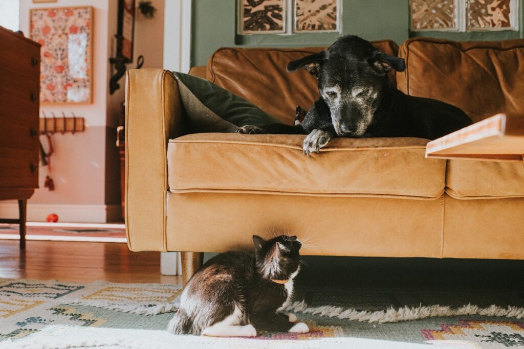 animais-tambem-ficam-mais-mal-humorados-com-a-idade,-revela-estudo