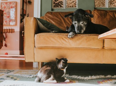 animais-tambem-ficam-mais-mal-humorados-com-a-idade,-revela-estudo