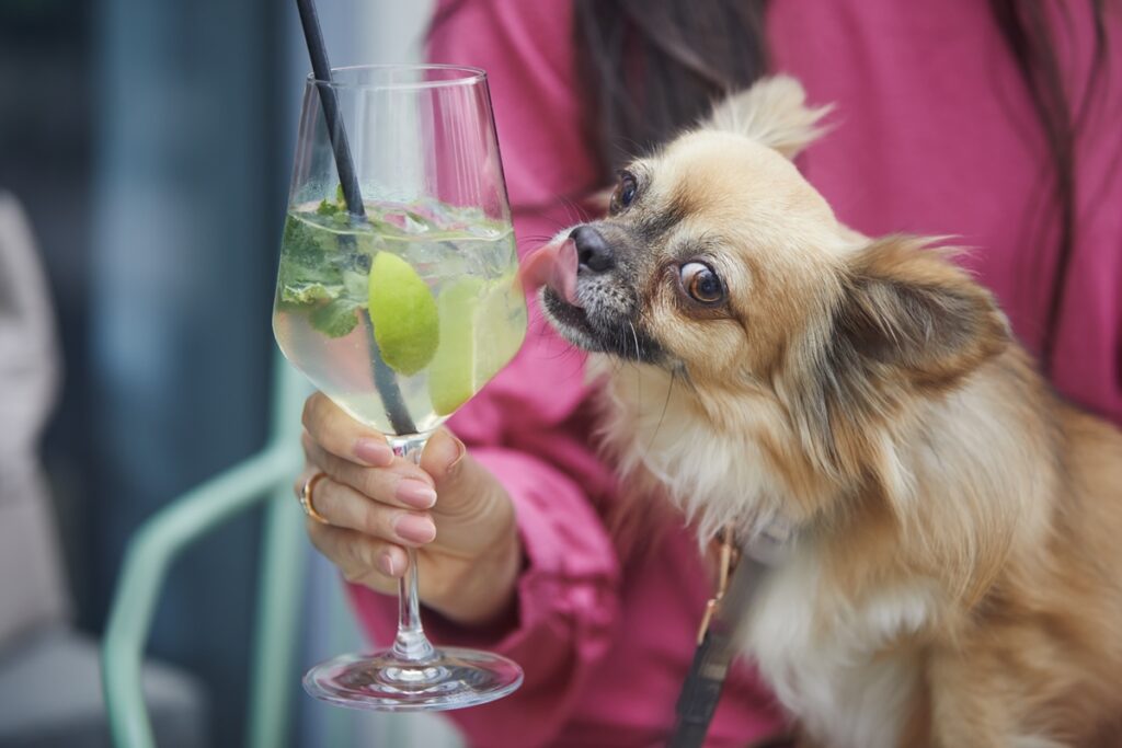 pets-e-alcool:-risco-de-intoxicacao-exige-atencao-de-tutores