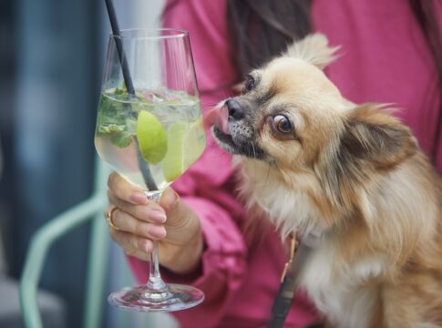 pets-e-alcool:-risco-de-intoxicacao-exige-atencao-de-tutores