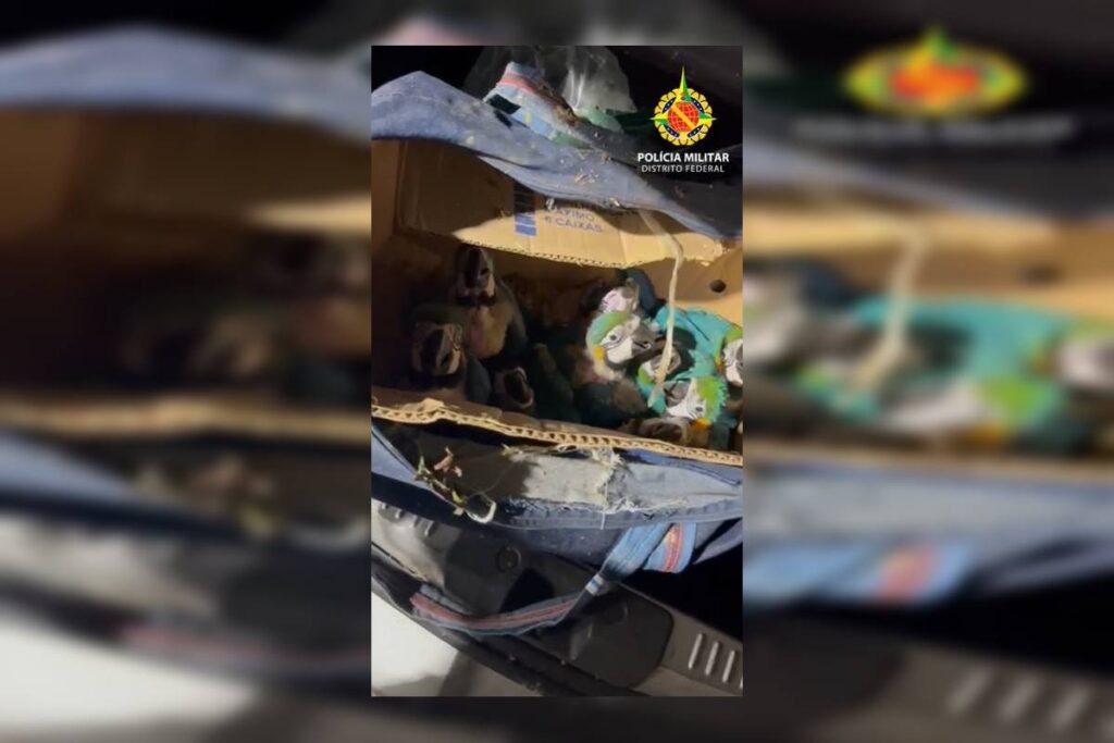 blitz-de-rotina-flagra-dupla-com-mais-de-140-aves-silvestres-no-df