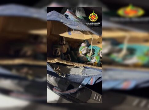 blitz-de-rotina-flagra-dupla-com-mais-de-140-aves-silvestres-no-df