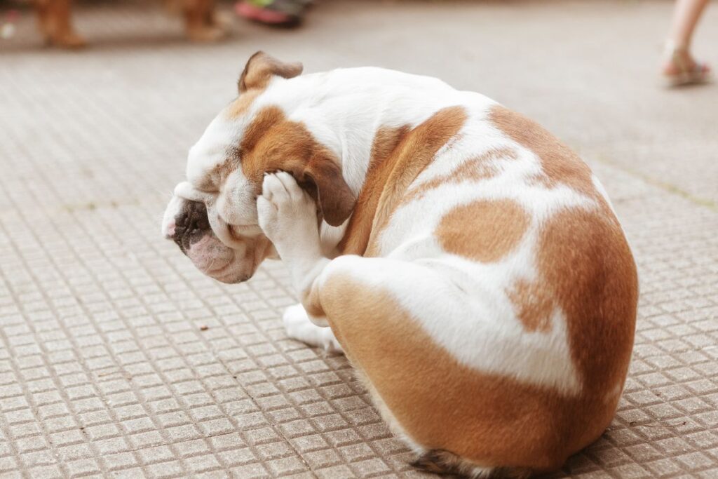 5-insetos-comuns-que-transmitem-doencas-graves-e-ate-fatais-aos-pets