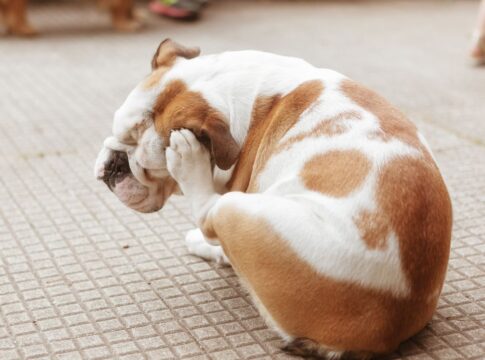 5-insetos-comuns-que-transmitem-doencas-graves-e-ate-fatais-aos-pets