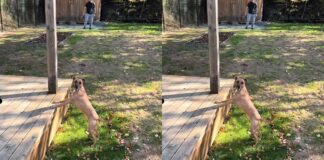 cao-criado-em-apartamento-emociona-web-ao-ver-quintal-pela-1a-vez