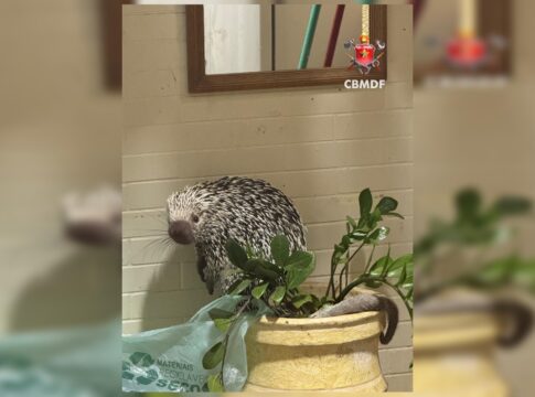 porco-espinho-e-resgatado-apos-invadir-casa-de-zelador-na-asa-sul