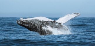 festival-une-ciencia,-tecnologia-e-meio-ambiente-no-audiovisual