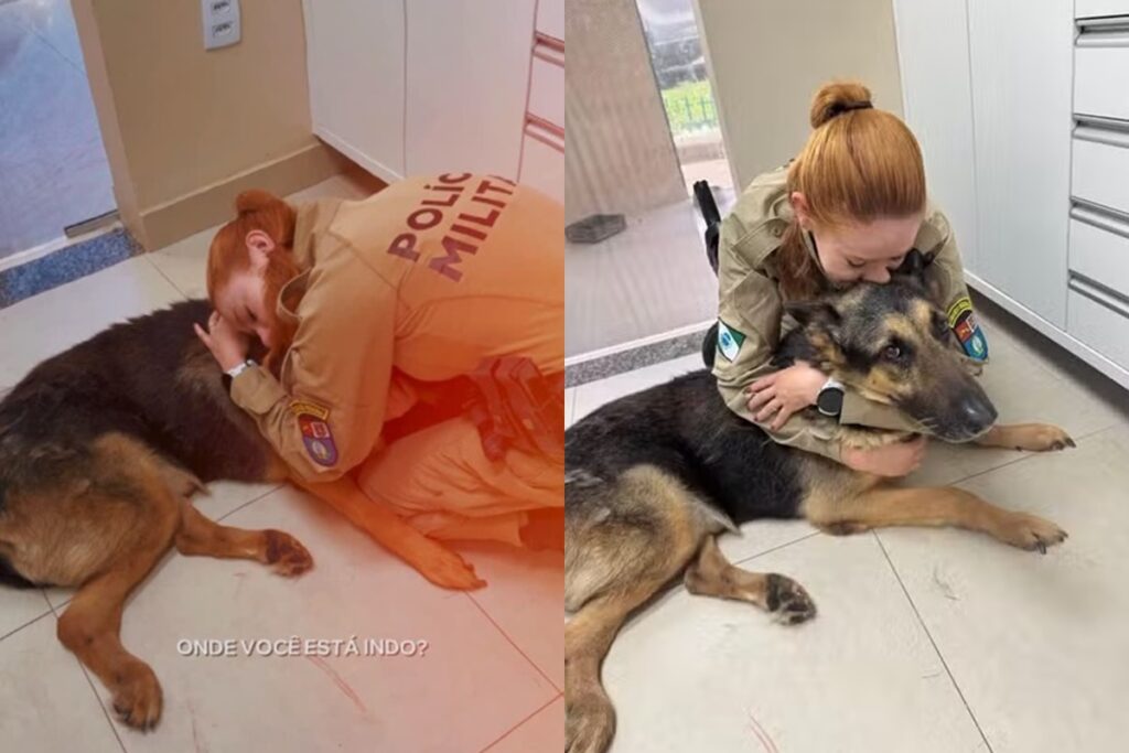 cao-policial-e-submetido-a-eutanasia-apos-cancer-e-despedida-emociona