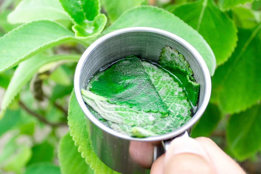 bom-para-o-figado:-saiba-como-cha-de-boldo-ajuda-na-saude-do-orgao