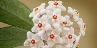 como-cuidar-da-flor-de-cera,-planta-tao-bonita-que-parece-artificial