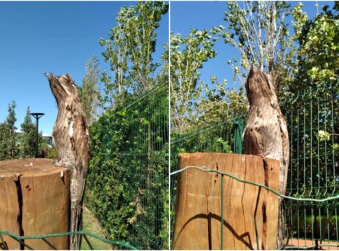 “ave-fantasma”-com-poder-de-camuflagem-intriga-moradores-do-parana