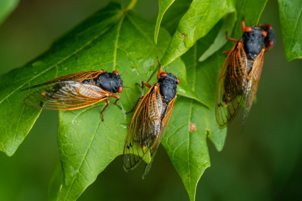 chama-chuva?-entenda-relacao-entre-canto-das-cigarras-e-precipitacoes