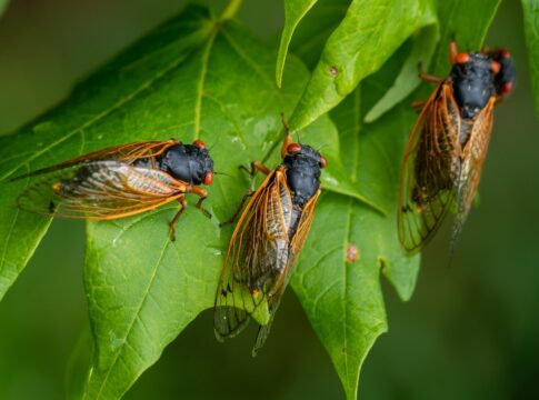 chama-chuva?-entenda-relacao-entre-canto-das-cigarras-e-precipitacoes