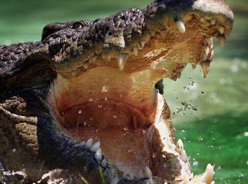 adolescente-de-14-anos-e-atacado-por-crocodilo-durante-pesca-em-praia