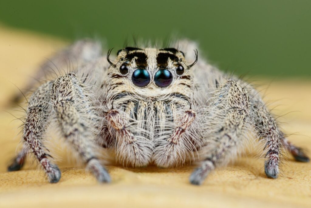 como-o-mundo-se-parece-aos-olhos-de-uma-aranha