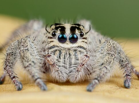 como-o-mundo-se-parece-aos-olhos-de-uma-aranha