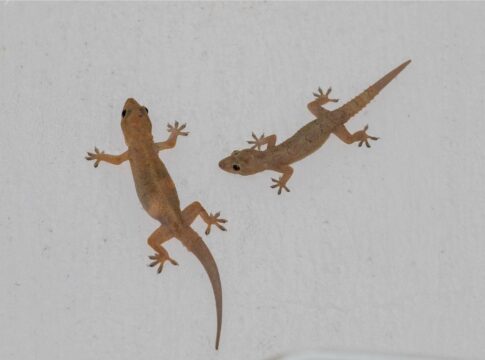 lagartixas-em-casa?-biologo-explica-o-que-significa-a-presenca-delas